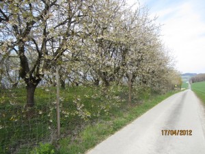 120417_Salavaux Constantine Chabrey Cudrefin Montet Vallamand Bellerive (21)