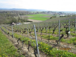 120417_Salavaux Constantine Chabrey Cudrefin Montet Vallamand Bellerive (34)