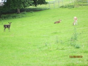 120612_Chatel st Denis Attalens (2)