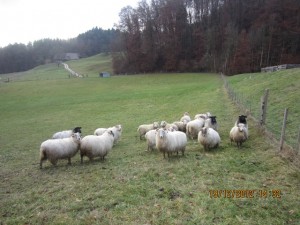 121219_Kerzers Golaten Ferenbalm (7)