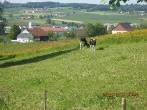 130604_Berlens Villaraboud Vuisternens Romont (19)