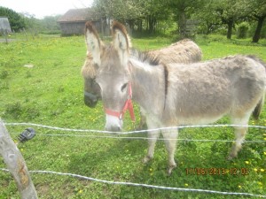 130611_Vaulruz Maules sur-les-Monts (1)