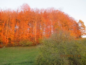 131112_Neunegg Niederwangen (49)