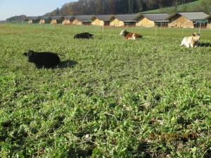 131112_Neunegg Niederwangen (5)