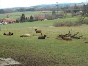 Hubert et les moutons..   