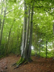 Le Triplé! 