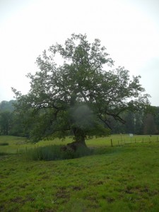 Le 1er géant  
