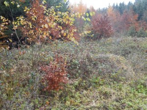 Des couleurs