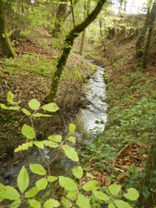 Nature ..pas morte