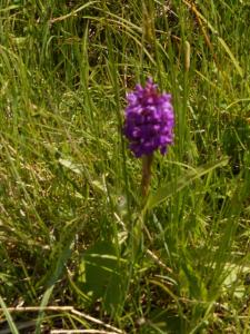 Le temps des fleurs
