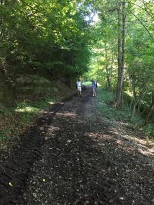 Montée dans la forêt