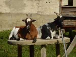 Copines!