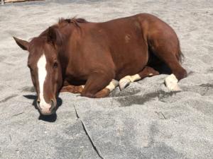  de Jerisbergmühle avec son cheval