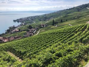 les vignes (Cully au fond)