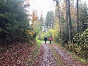 magnifique forêt, avec