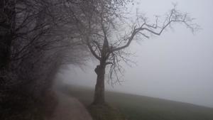 Le brouillard