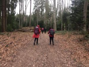 belle forêt