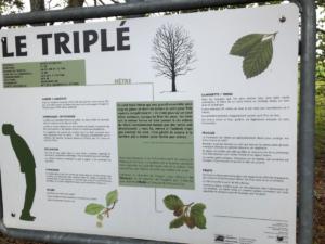 dans la forêt en-dessus de "Les Molliès".