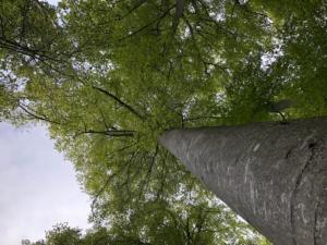 un des géants (parmis beaucoup d'autres)!