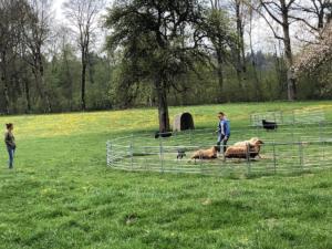 Au moulin de Villar, entraînement du chien: pauvres moutons.