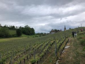 ses vignes et