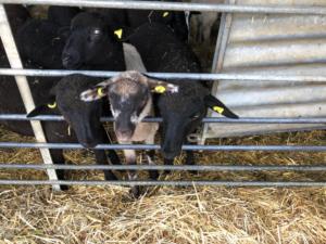 plein de moutons avant