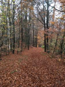 dans la forêt Cheerholz