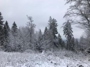 avec les 1ères neiges