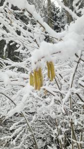 sur les 1er bourgeons