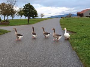 queue leu leu ....