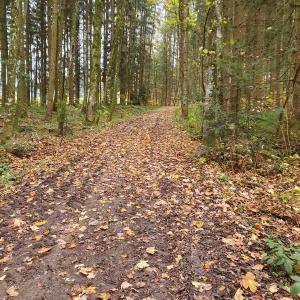 forêt de la tossaire avant Bouloz.