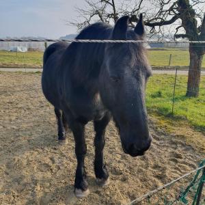 Le copain