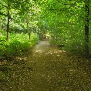 Dans la forêt de Moncor.
