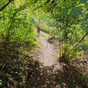 Fin de la forêt Tuftrain