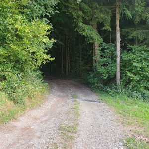 Vers la bois de Forel