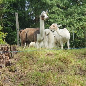 Des copains sympa