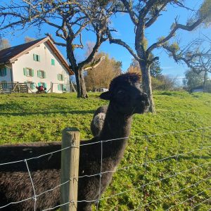 Le copain vers Chaumiau