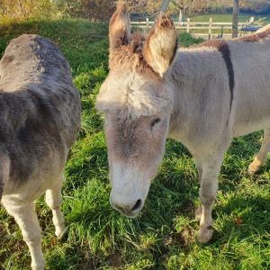 Les copains à la ferme