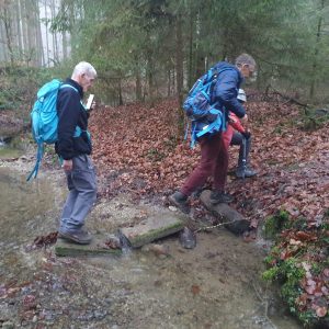 Retour dans la forêt