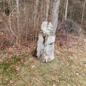 Au coin de la forêt