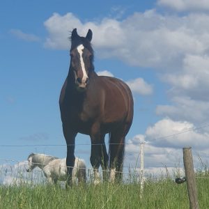 Le copain à Corjolens