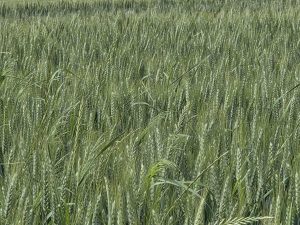 campagne