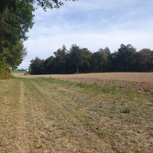 Le groupe court le long de la forêt.