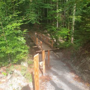 et dans la forêt