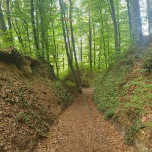 Creux des Nervaux