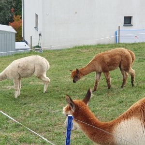 Descente ver Flamatt et parmi d'autres