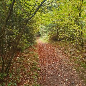 Automne, forêt de Lussy