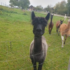 Torny le copain