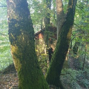 forêt