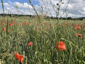 Les coquelicots reviennent!